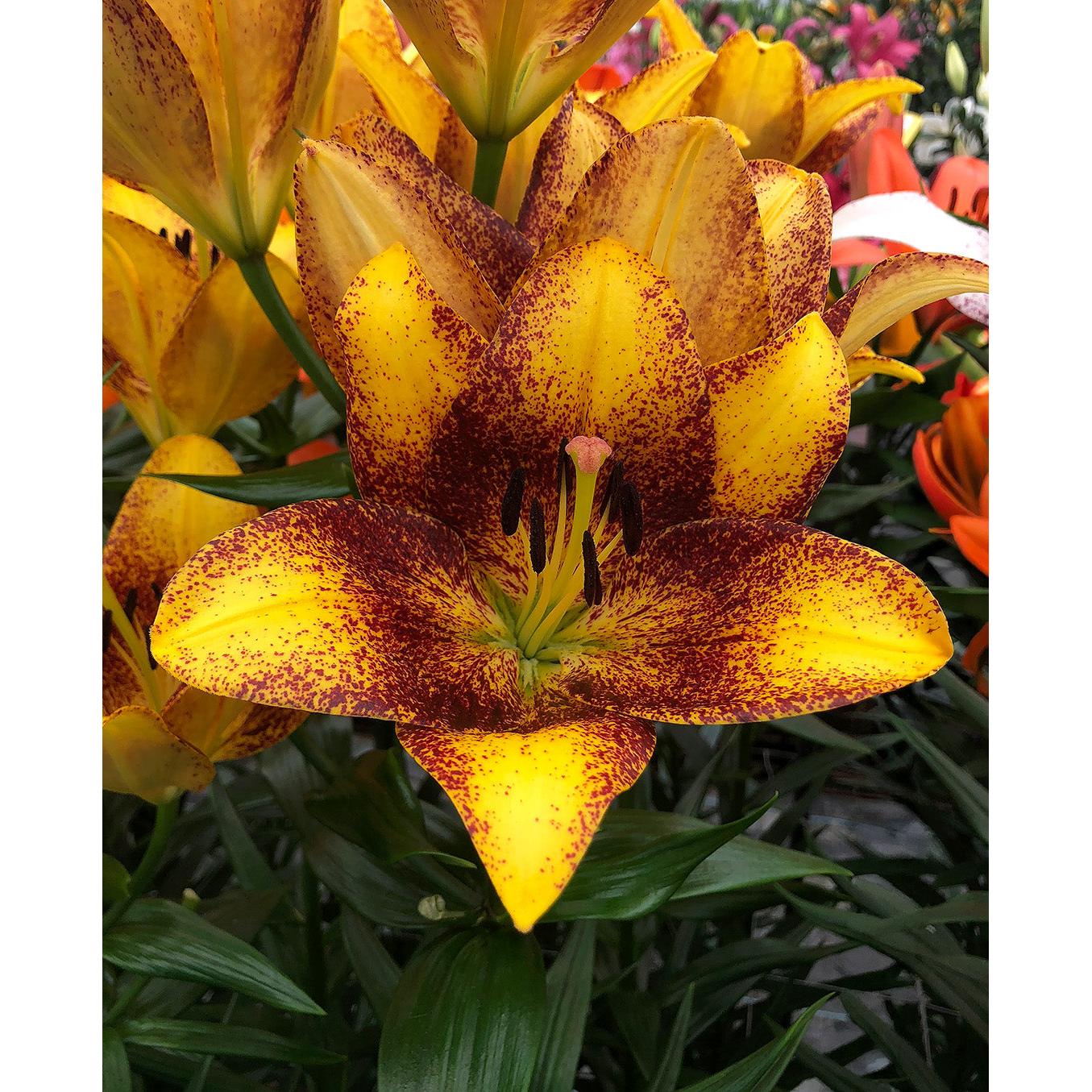 Sweet Valley LA Hybrid Lily - 5 bulbs