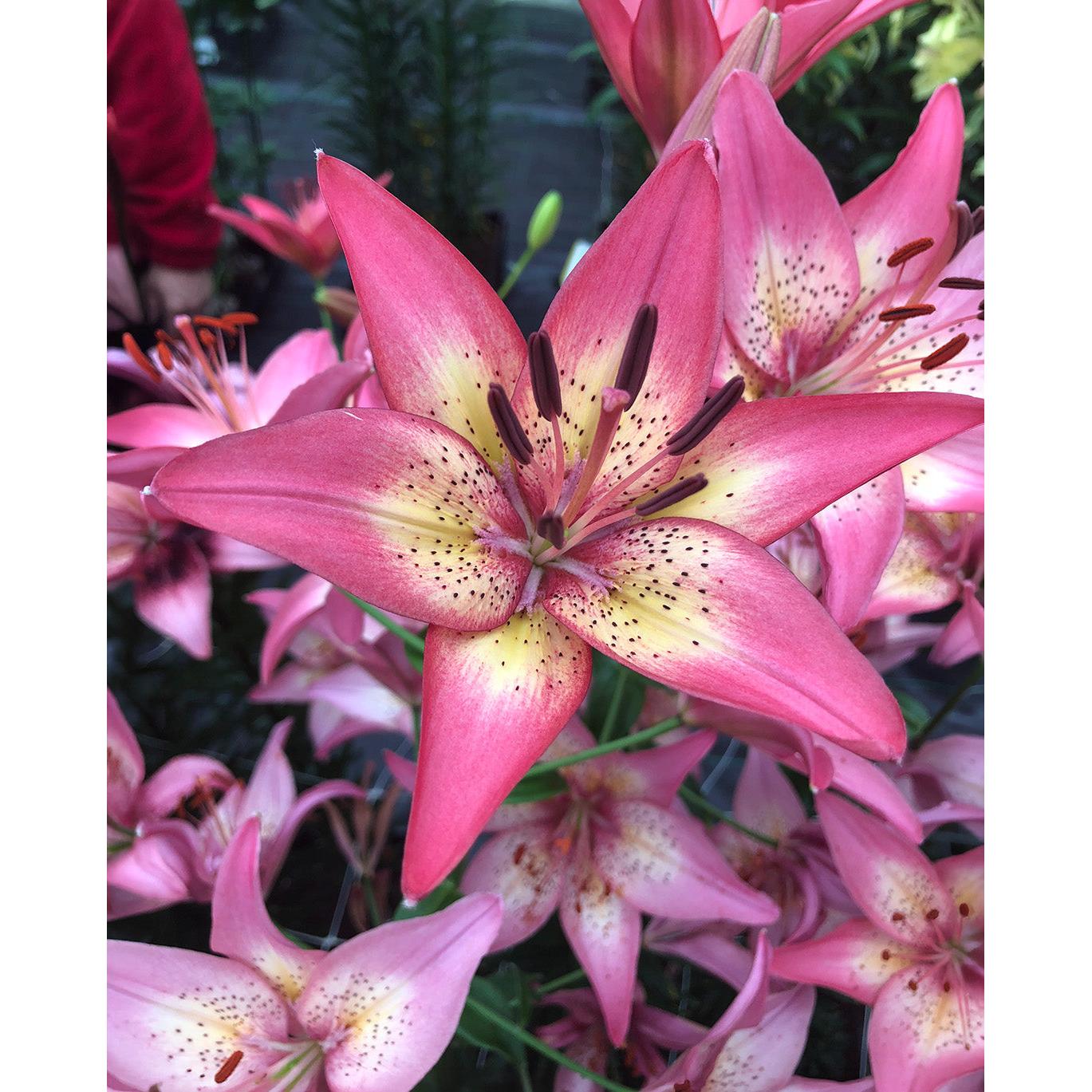 Trogan Asiatic Lily - 5 bulbs
