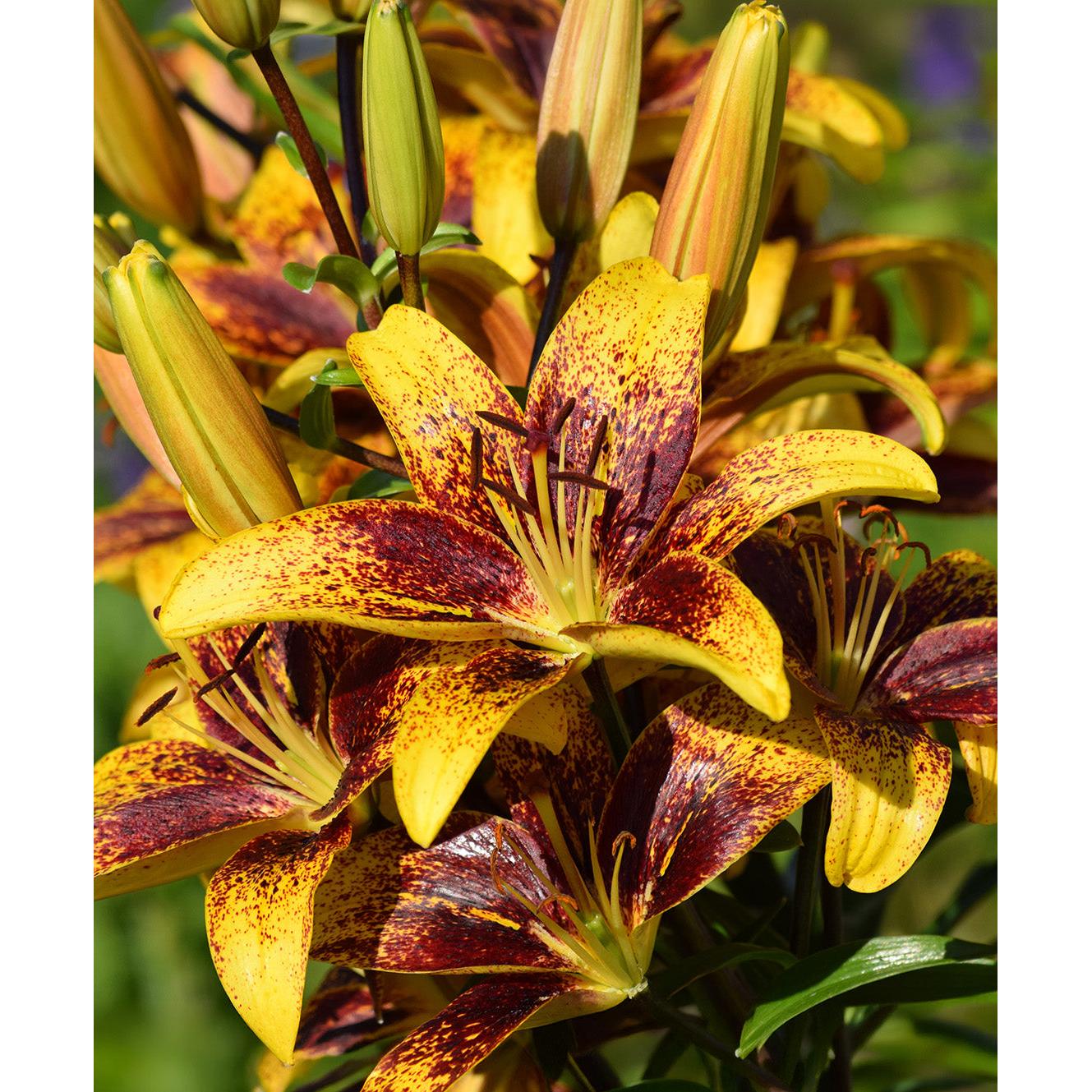 Sweet Valley LA Hybrid Lily - 5 bulbs