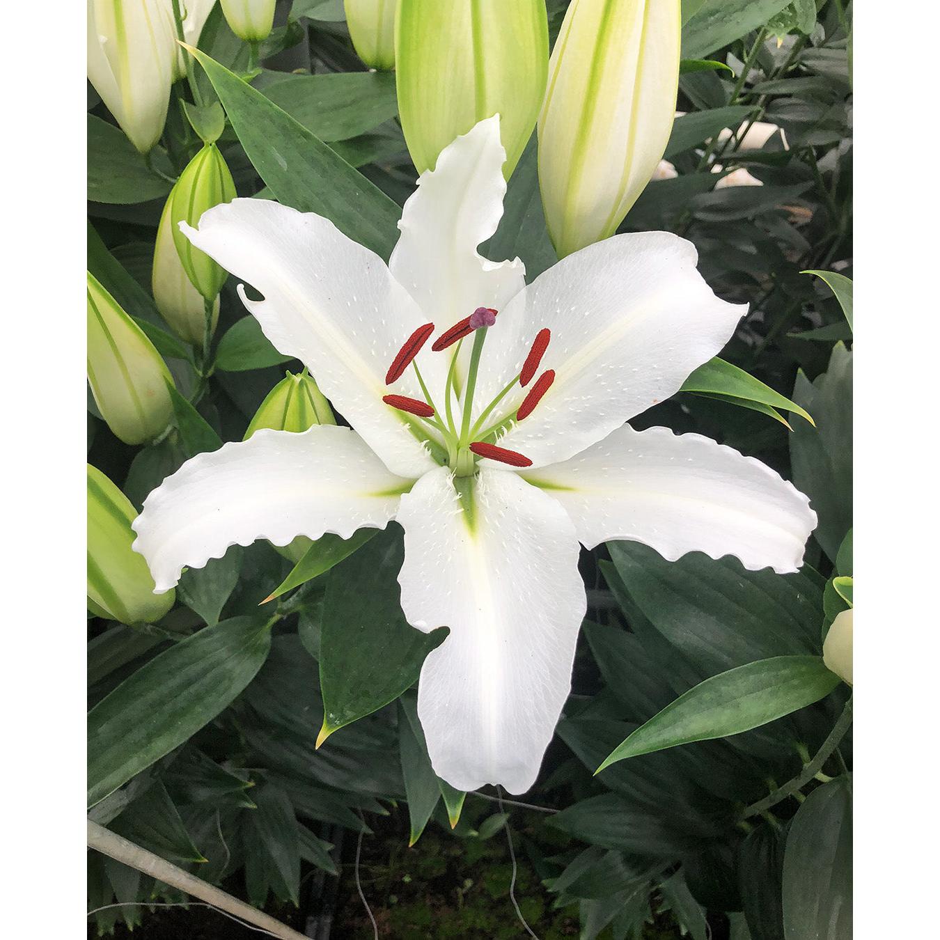 White Lantern Oriental Lily - 5 bulbs