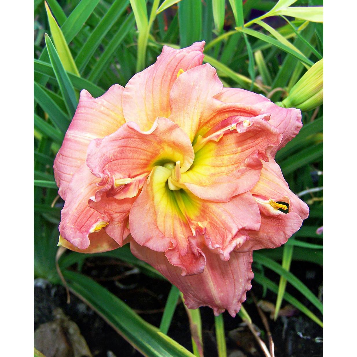 Lilyland's Melon Sorbet Daylily - 1 Single Fan Division