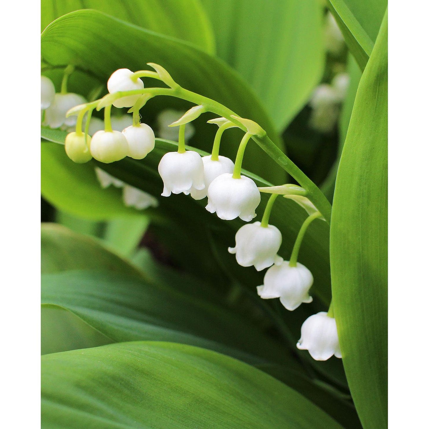 Lily of the Valley - 5 Root Divisions