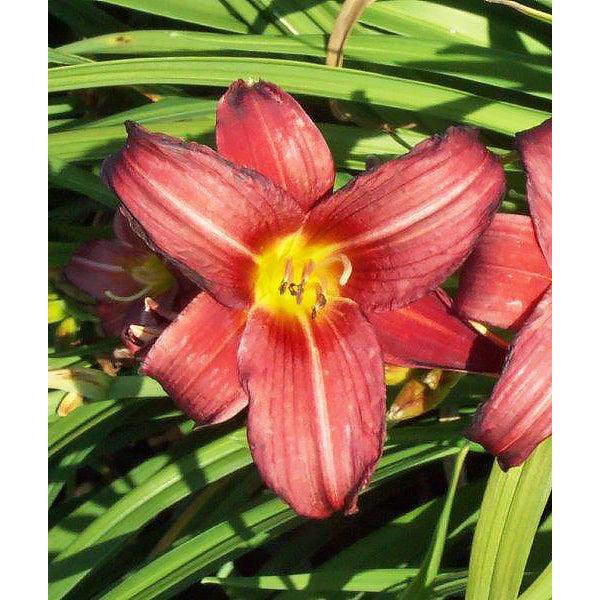 Little Business Reblooming Daylily - 3 root divisions