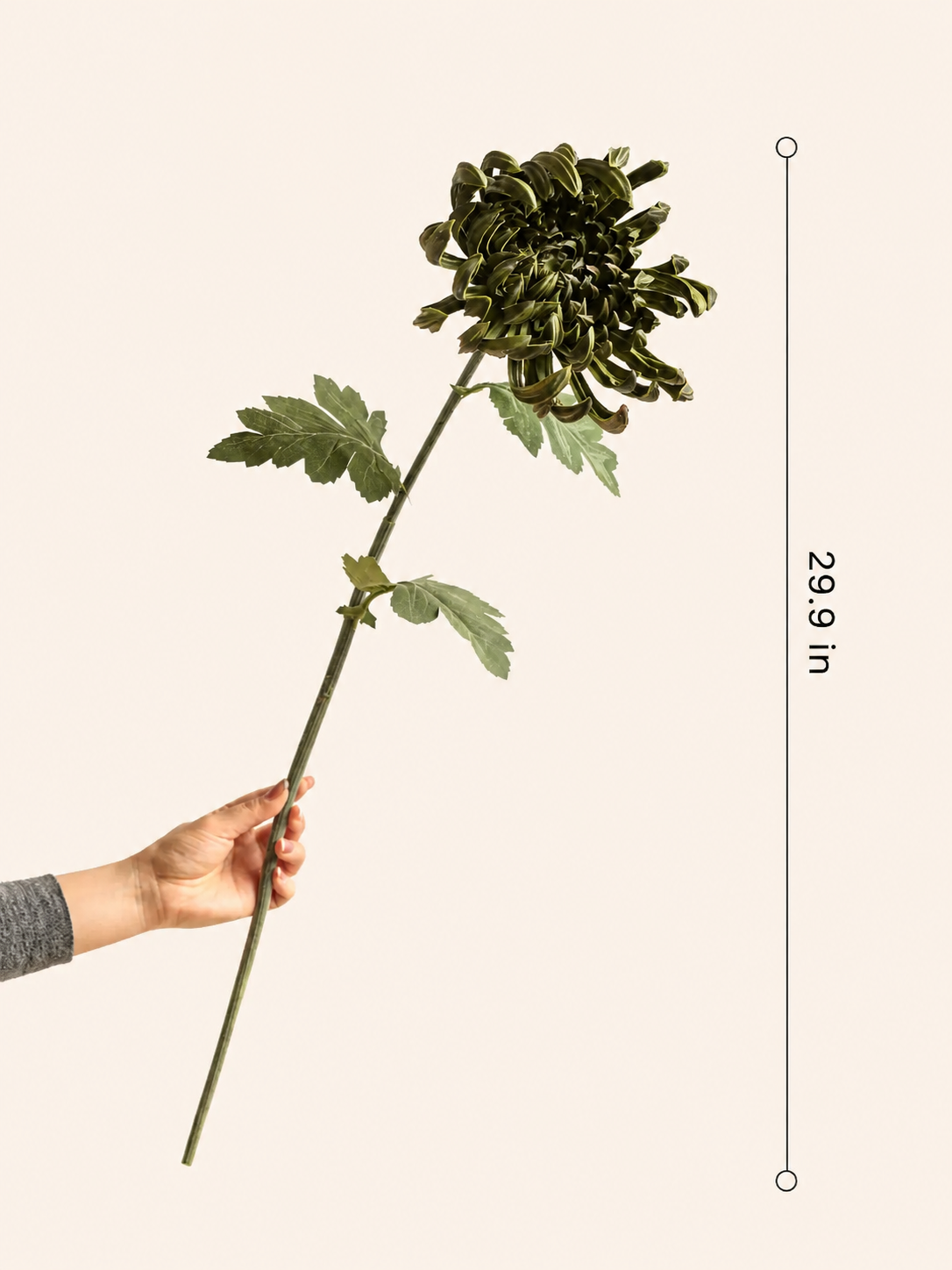 Heirloom Spider Chrysanthemum Stem – 29.9"