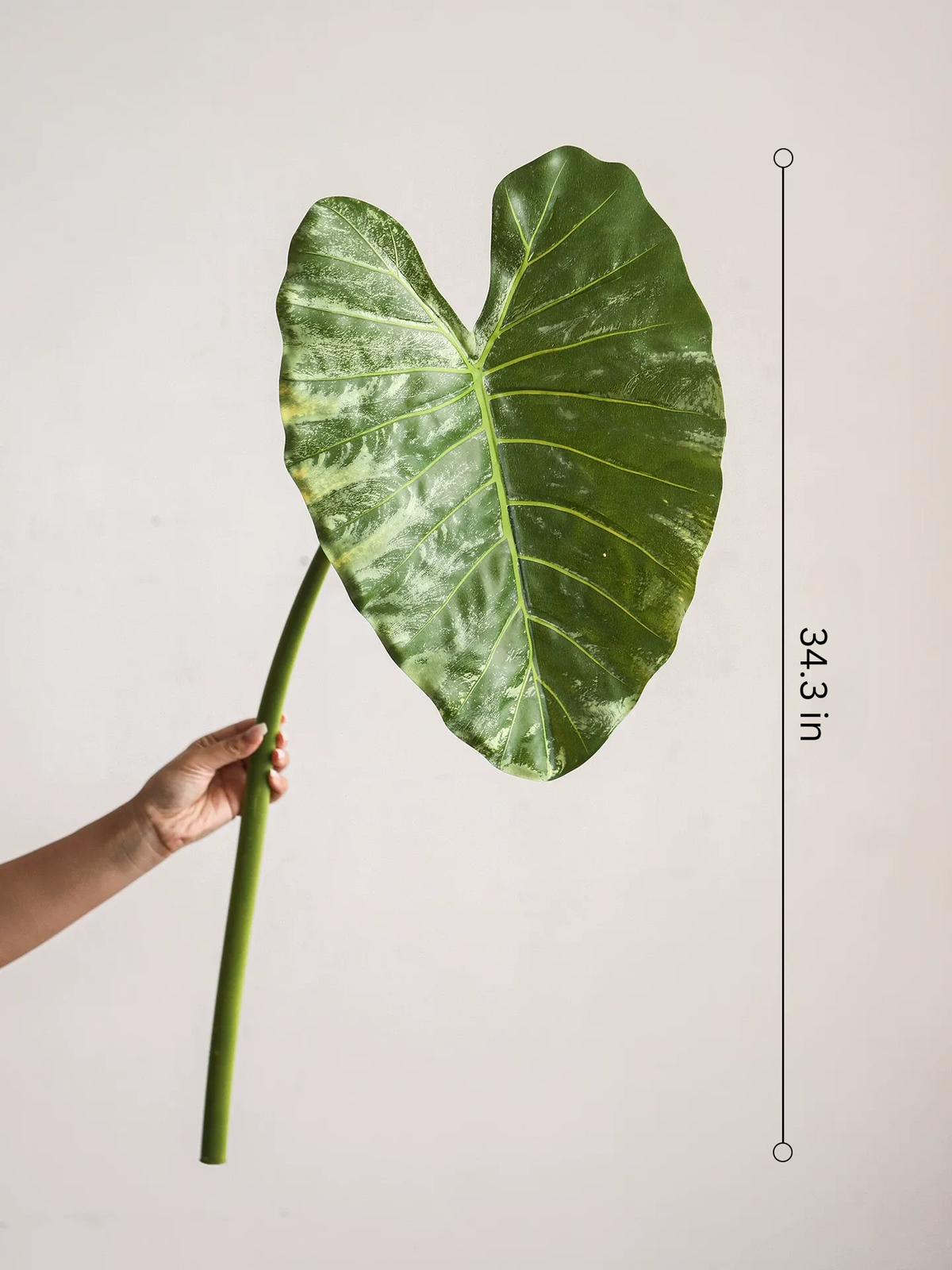 Statement Elephant Ear Leaf – 34.3"