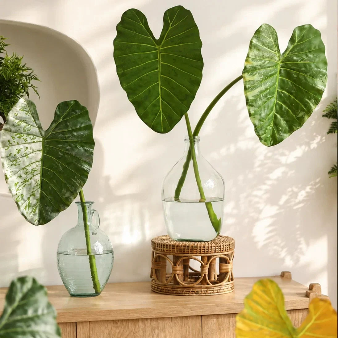 Statement Elephant Ear Leaf – 34.3"