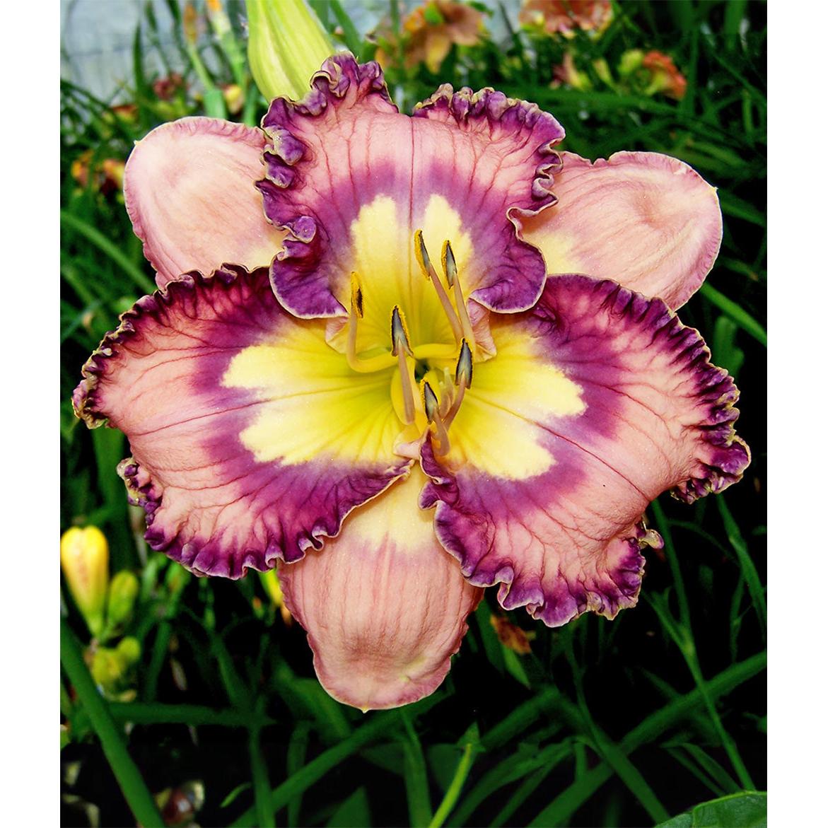 Making Magic Reblooming Daylily - 1 Single Fan Division