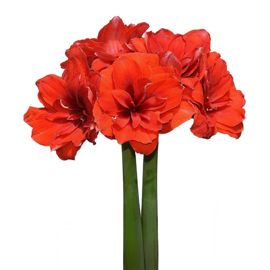 a group of red flowers