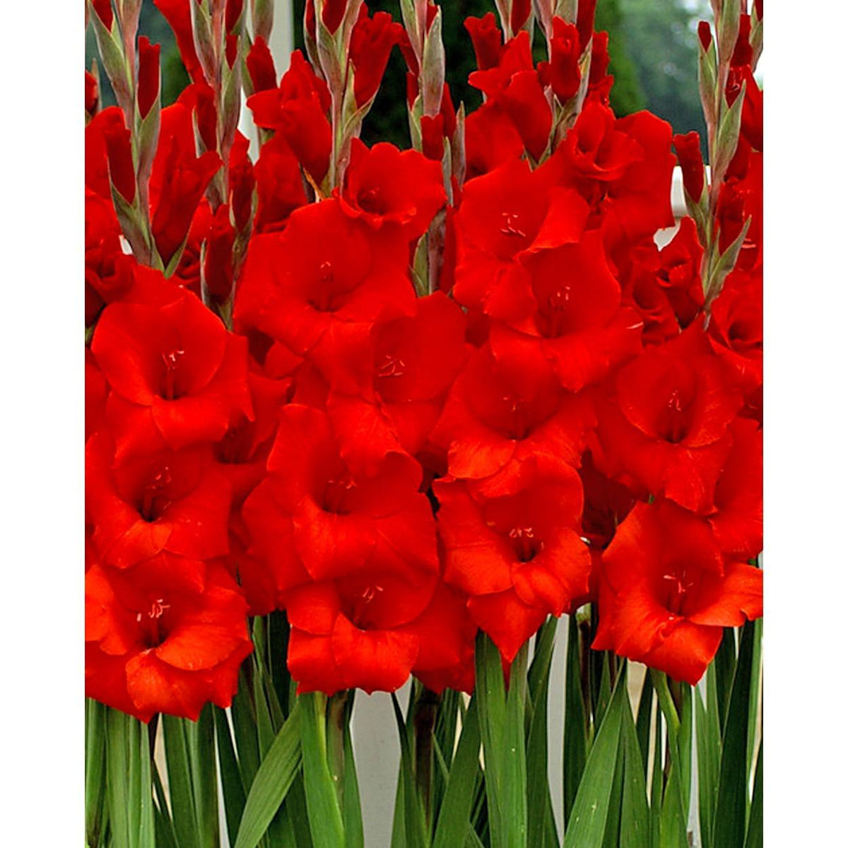 Manhattan Gladiolus - 5 bulbs