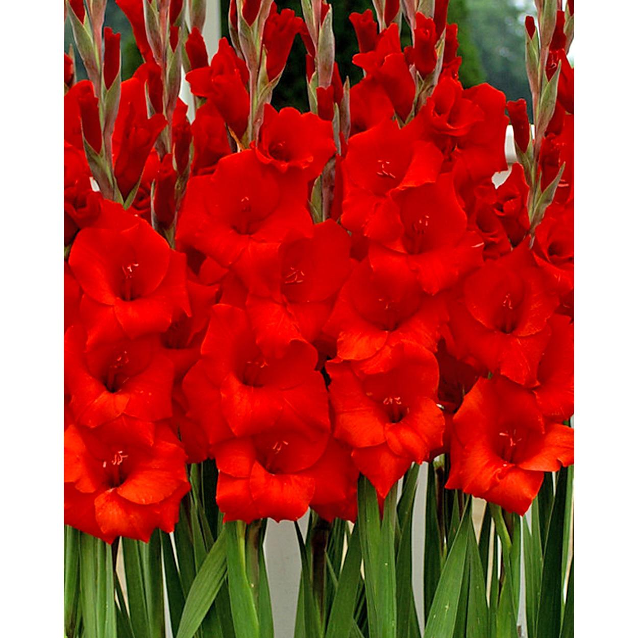 Manhattan Gladiolus - 5 bulbs
