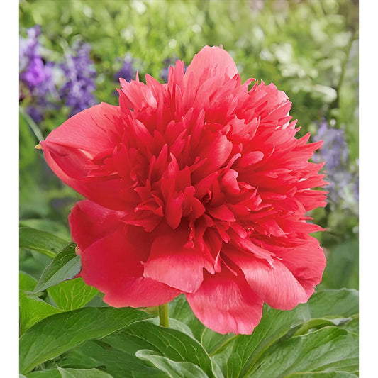 a close up of a flower