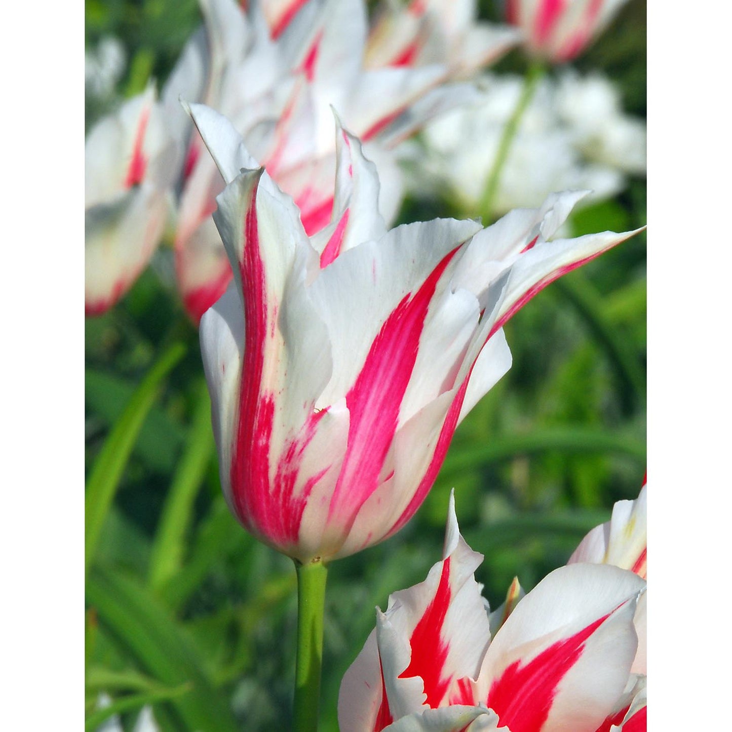 Marilyn Lily Flowered Tulip - 10 bulbs