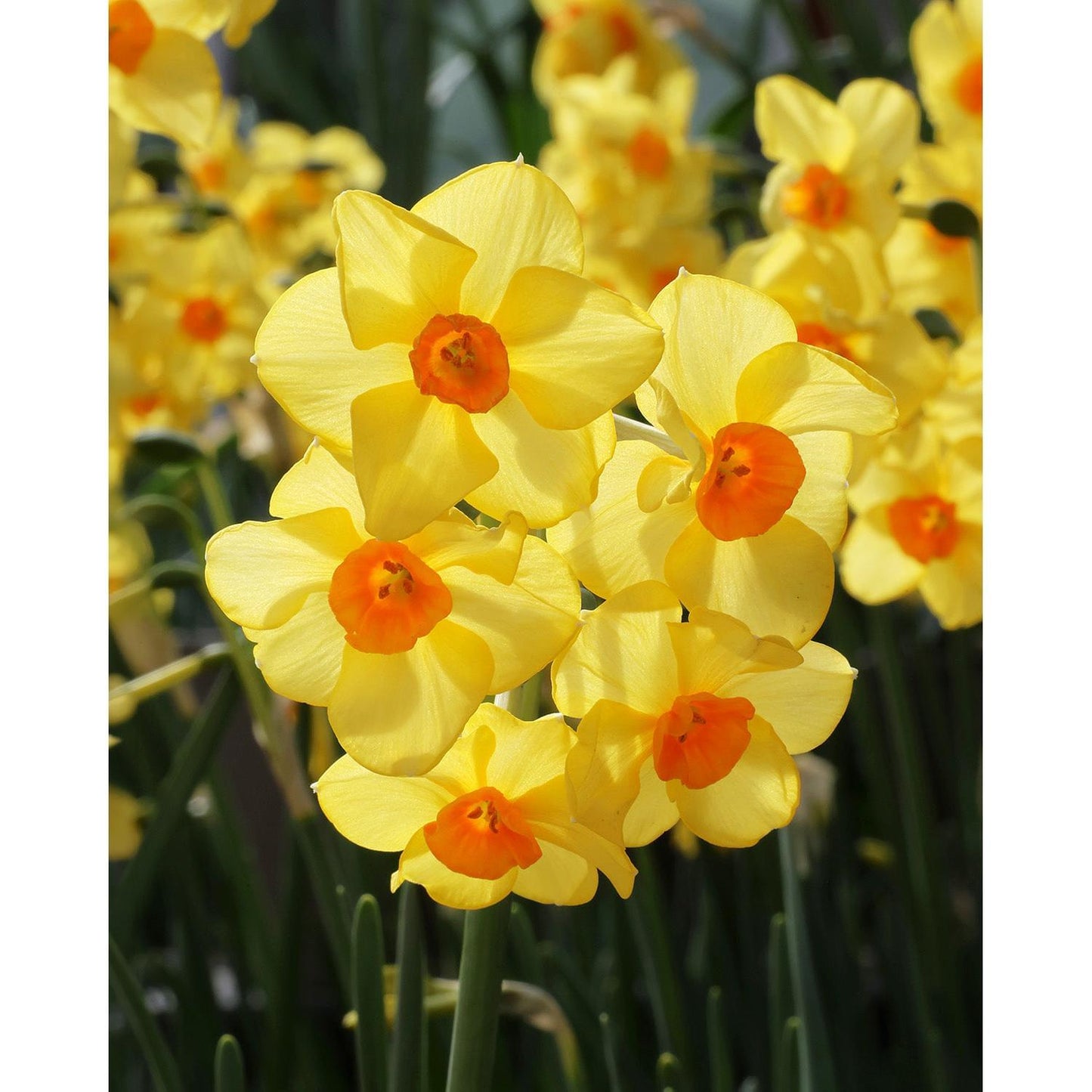 Martinette Jonquilla Daffodil - 10 bulbs