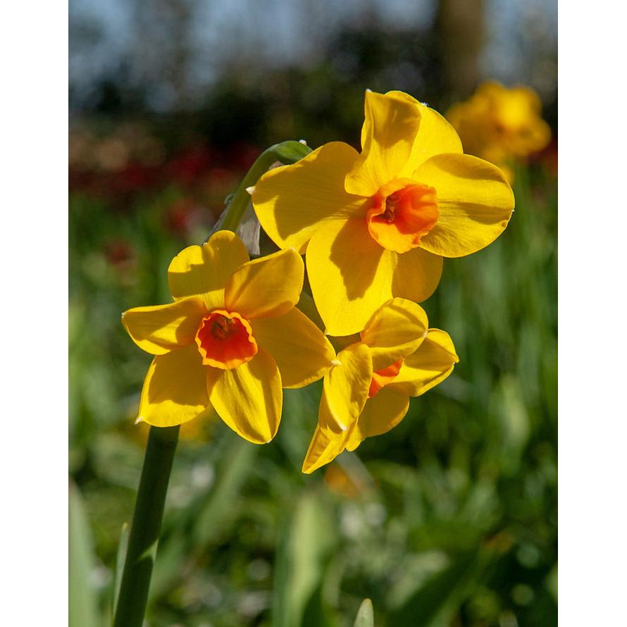 Martinette Jonquilla Daffodil - 10 bulbs