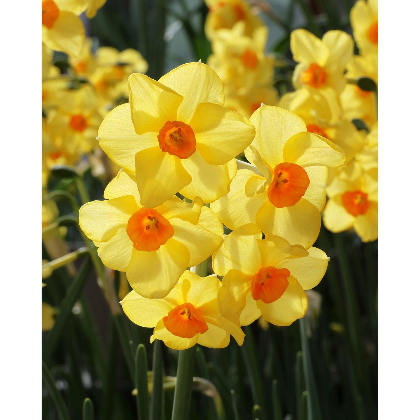 Martinette Jonquilla Daffodil - 10 bulbs
