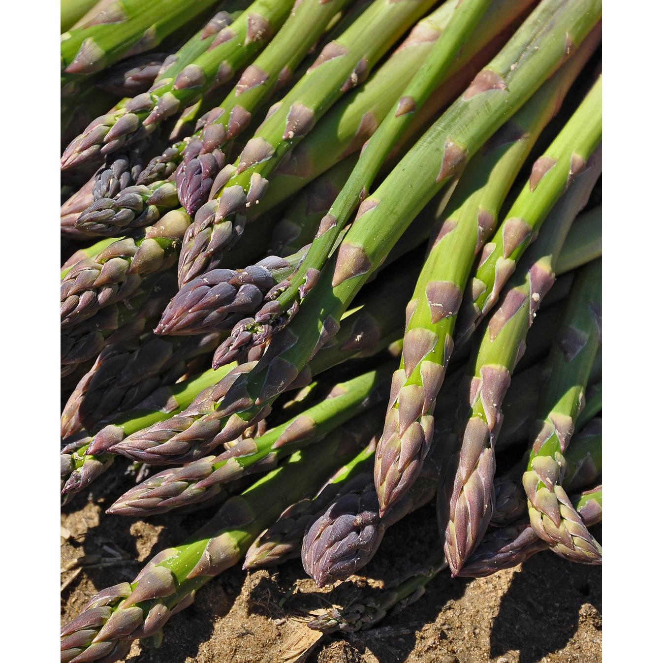 Mary Washington Asparagus Crowns - 10 root divisions