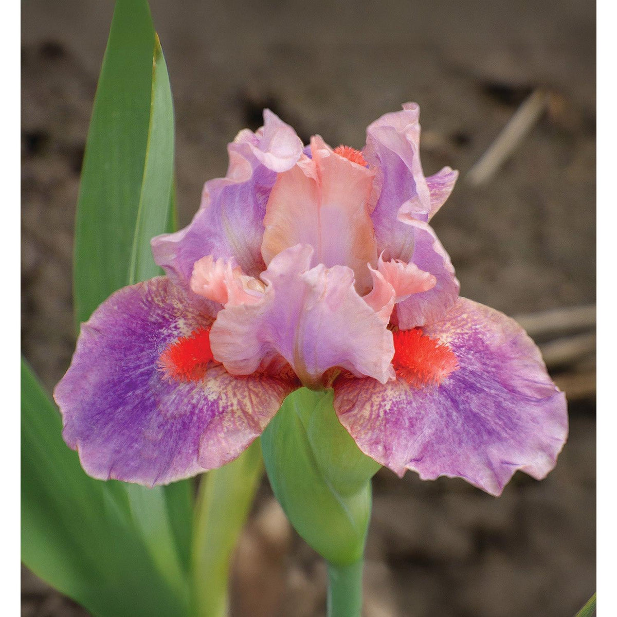 McCrae Dwarf Bearded Iris - 1 Rhizome