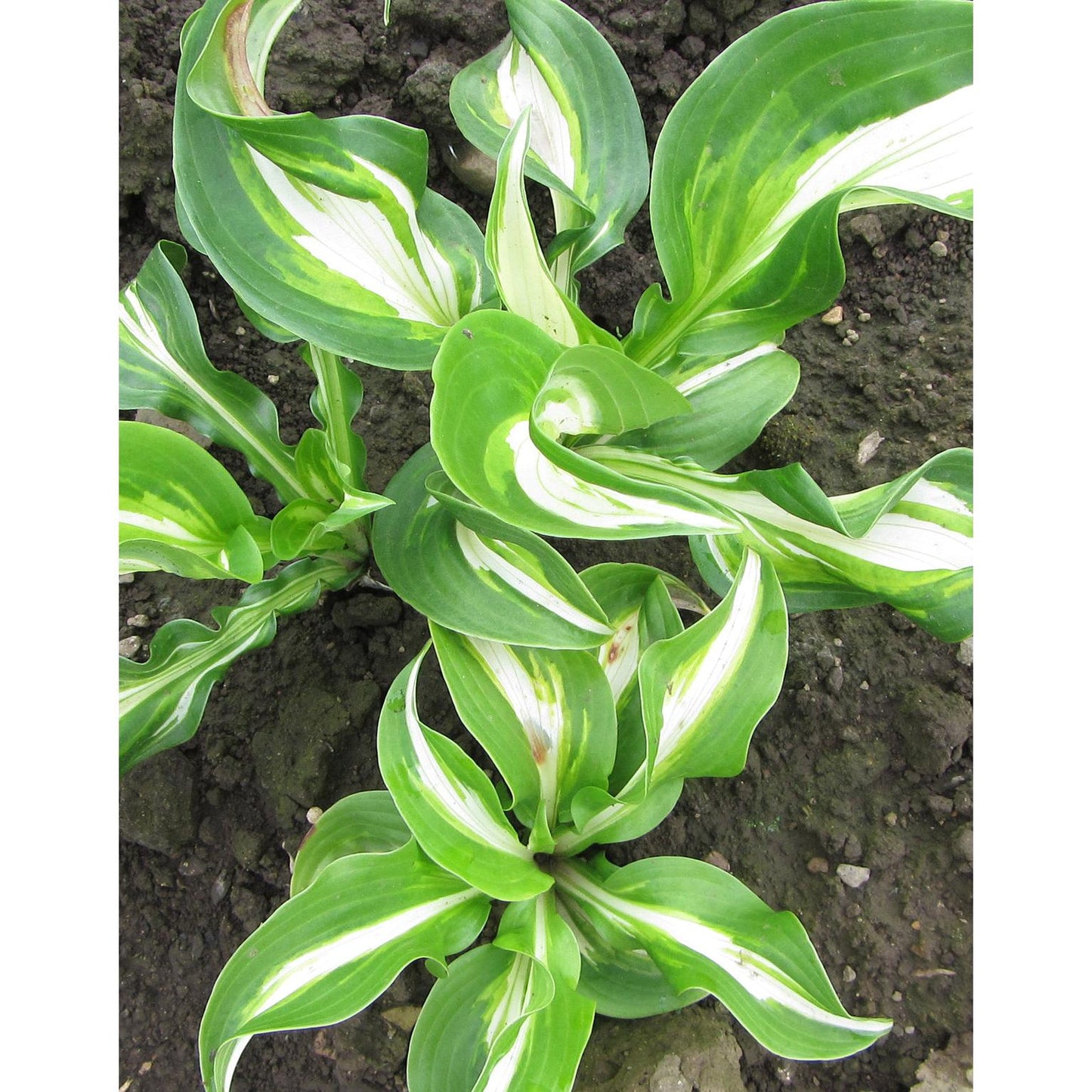 Medio Variegata Hosta - 3 root divisions