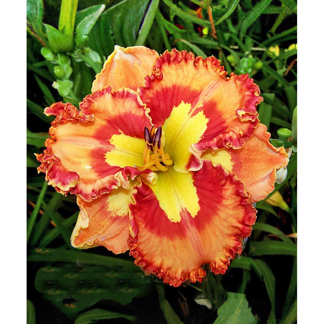 Mexican Fiesta Reblooming Daylily - 1 Single Fan Division