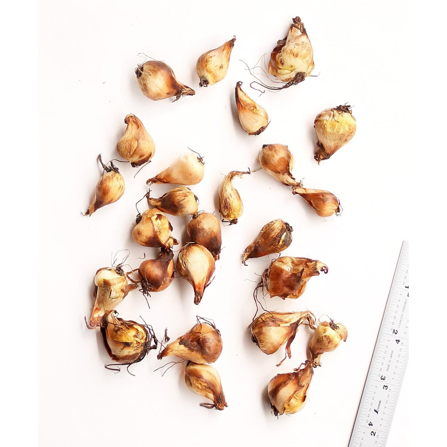 Mexican Shell Flowers Tigridia - 25 bulbs