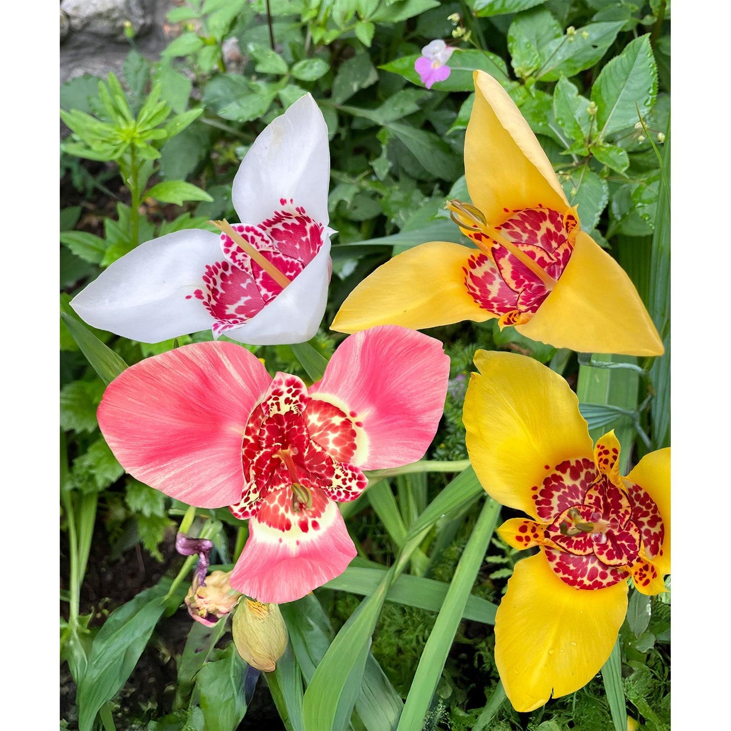 Mexican Shell Flowers Tigridia - 25 bulbs