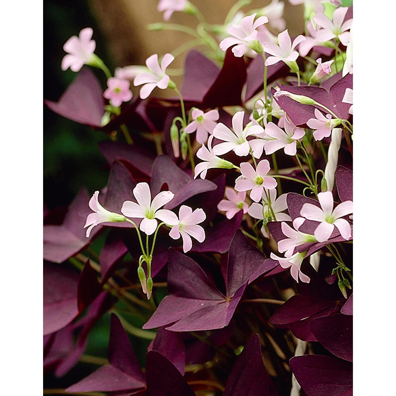 Mijke Oxalis - 25 bulbs
