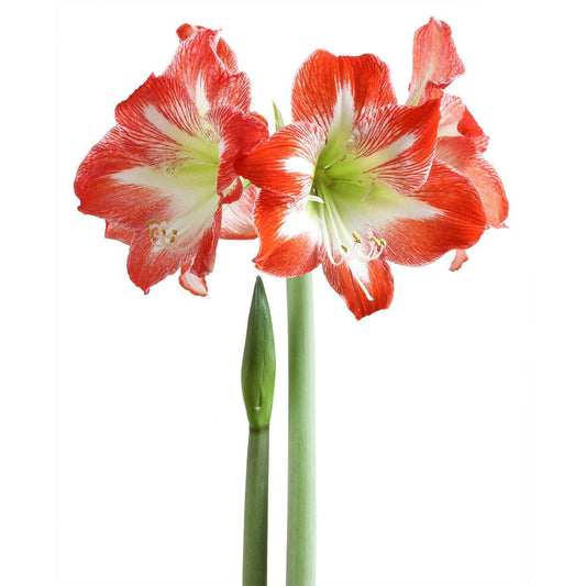 a red and white flower