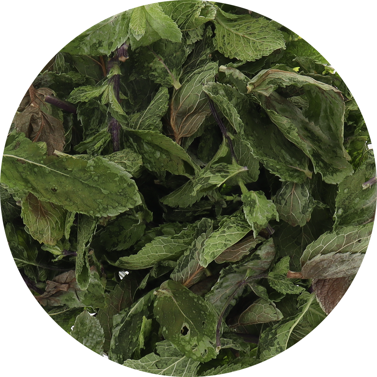 Freeze Dried Mint