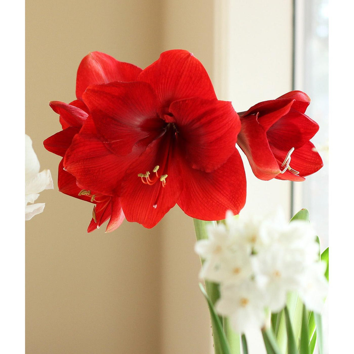 Miracle® Symphony Amaryllis