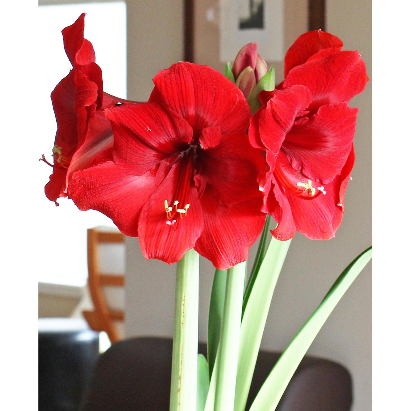 Miracle® Symphony Amaryllis