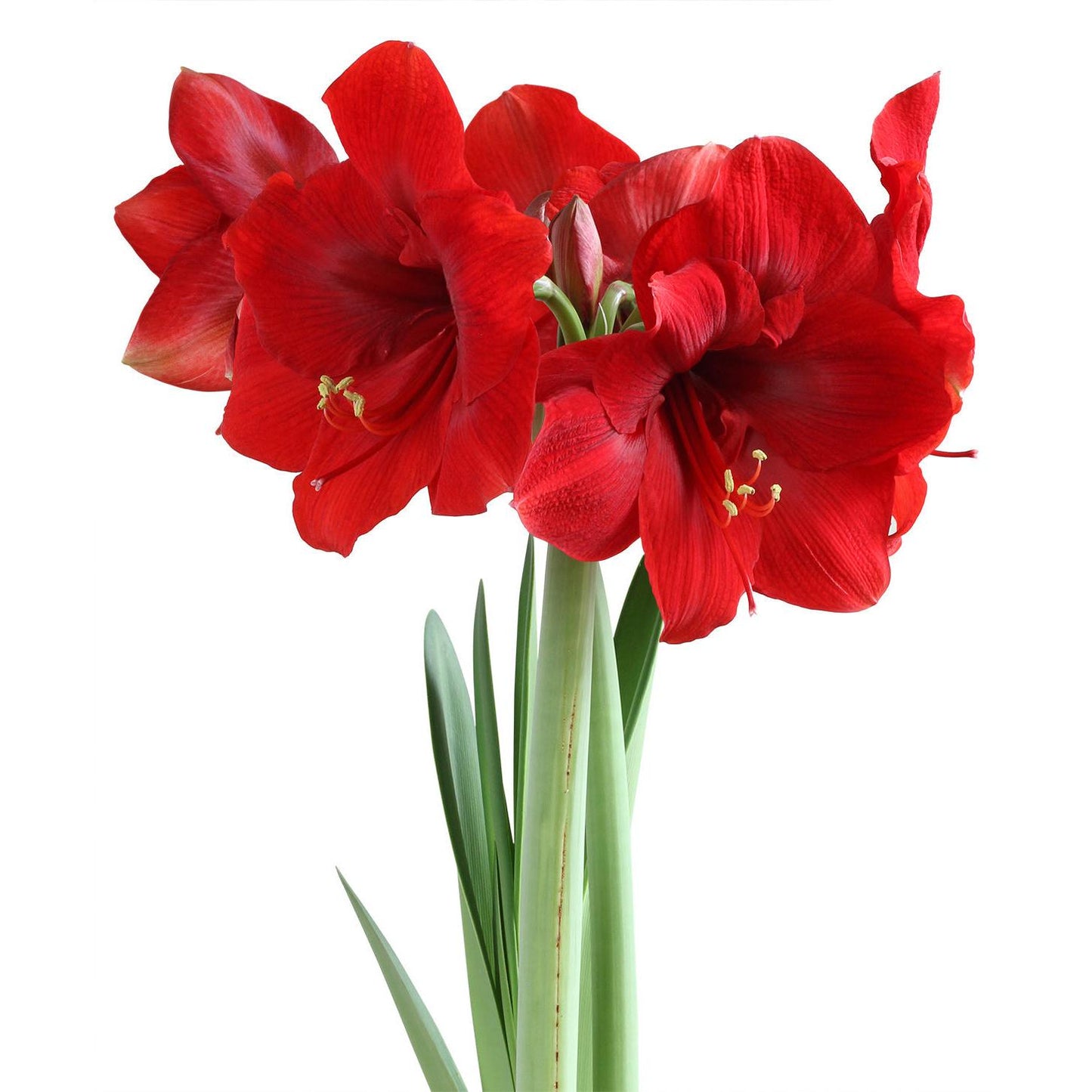 Miracle® Symphony Amaryllis