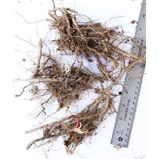 Miscanthus Purpurascens - Flame Grass - 3 bareroot plants