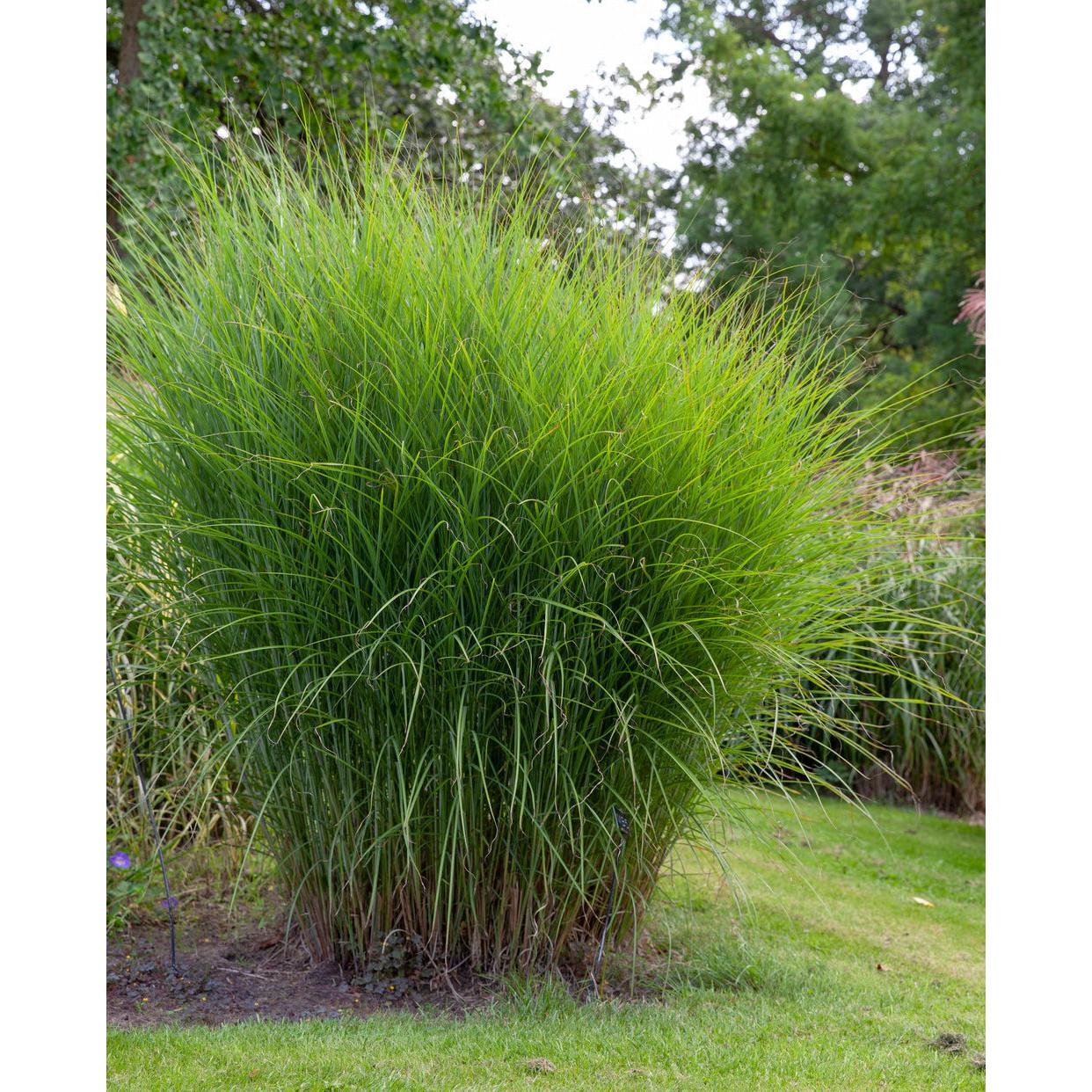 Gracillimus Maiden Grass - 3 bareroot plants