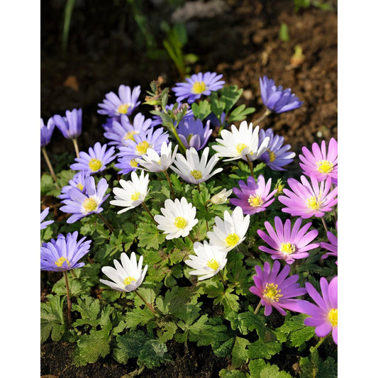 a group of purple and white flowers