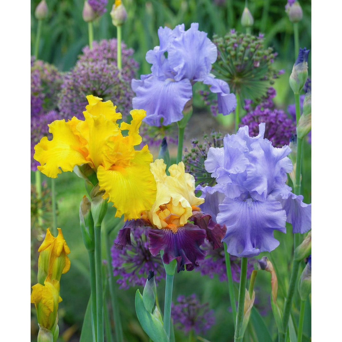 Mixed Bearded Iris - 3 bareroot plants