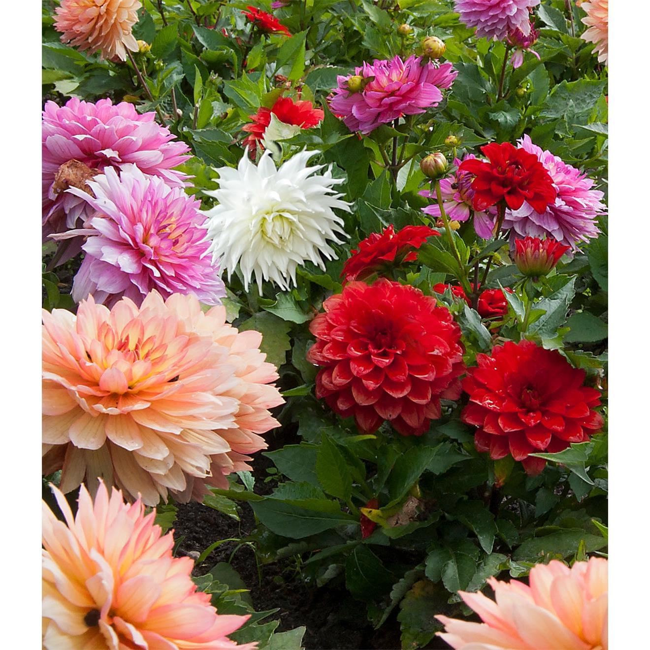 Mixed Dahlias - 9 root divisions