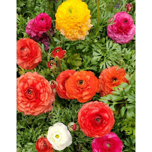 a group of colorful flowers