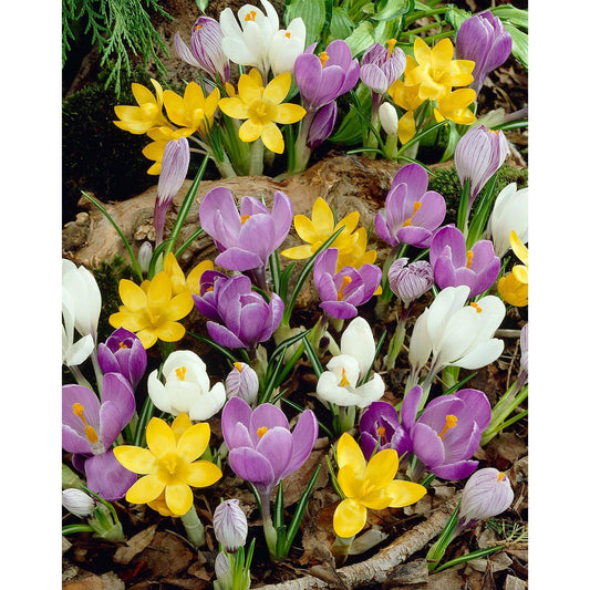 a group of flowers in a garden