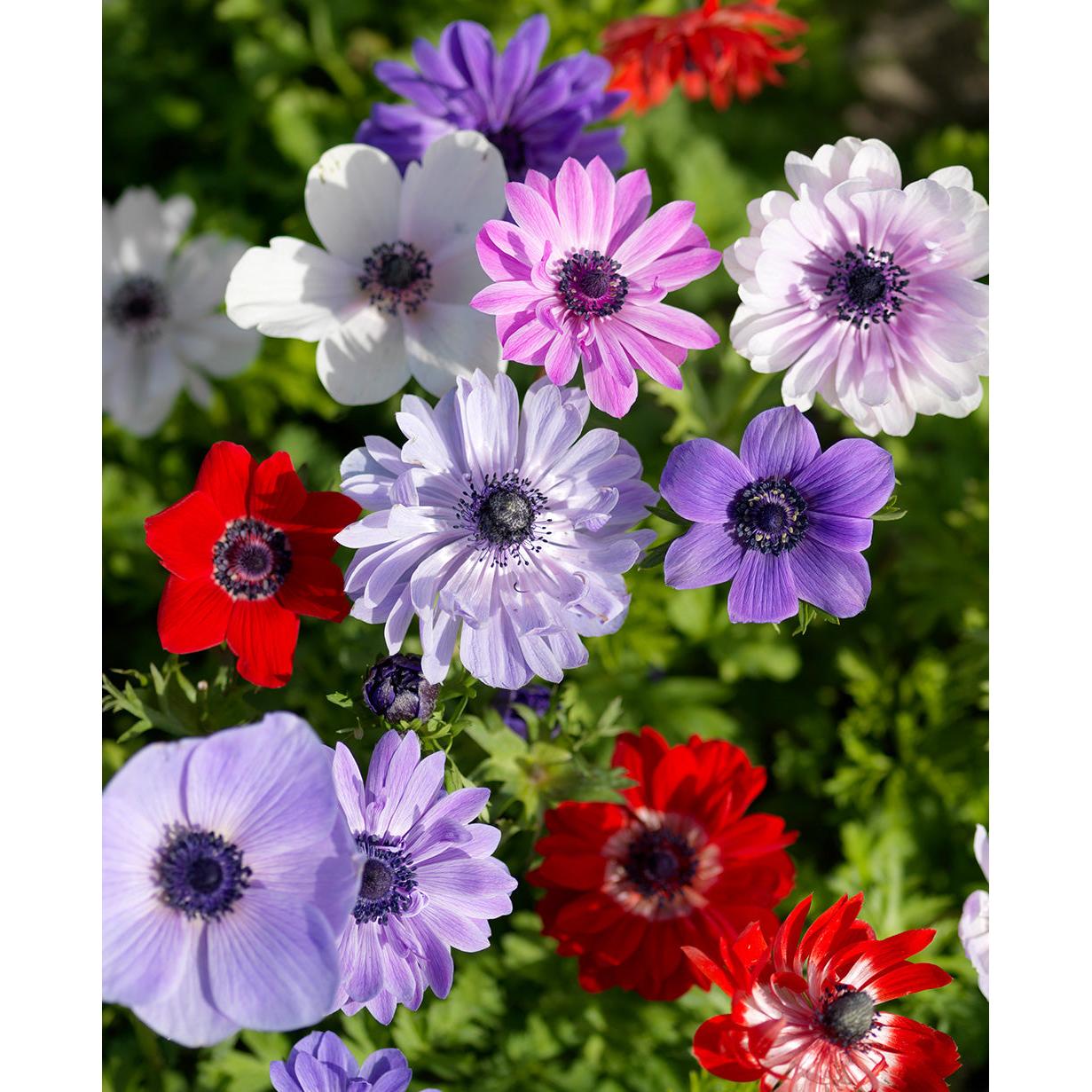 Mixed Anemone Coronaria - 75 bulbs