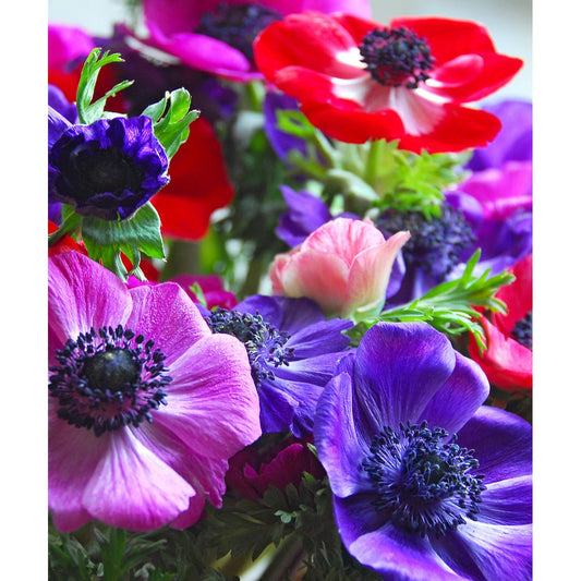 Mixed Anemone De Caen - 75 bulbs