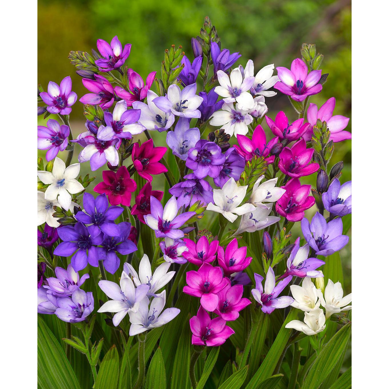 Mixed Babiana - 25 bulbs
