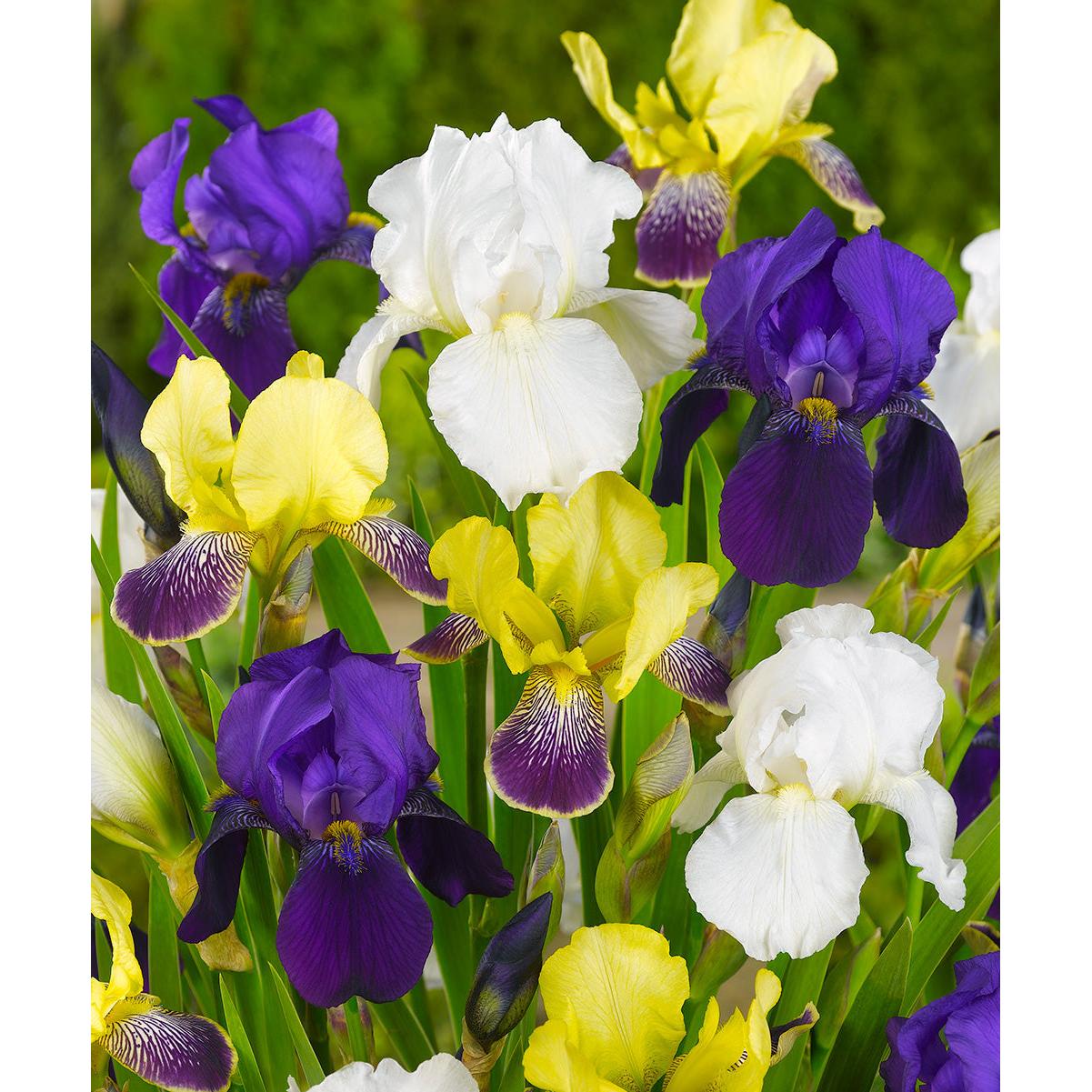Mixed Bearded Iris - 3 bareroot plants