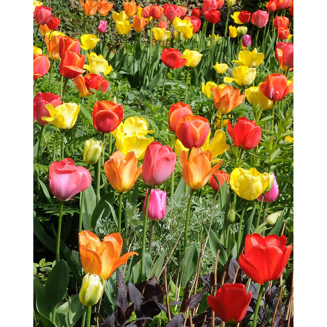 Mixed Darwin Hybrid Tulips - 30 bulbs