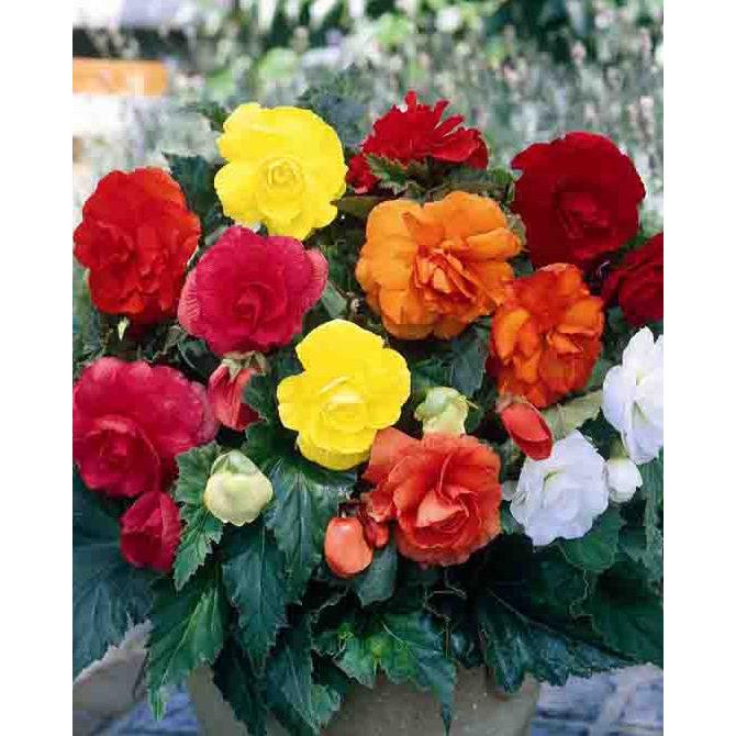 Mixed Double Begonias - 9 tubers