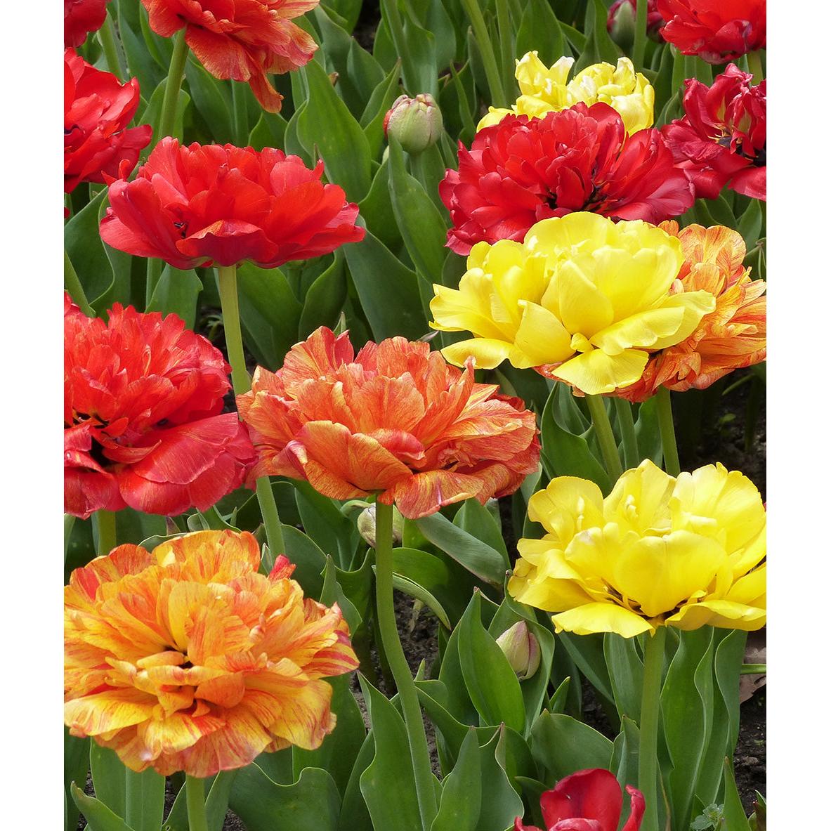Mixed Double Late Tulips - 30 bulbs