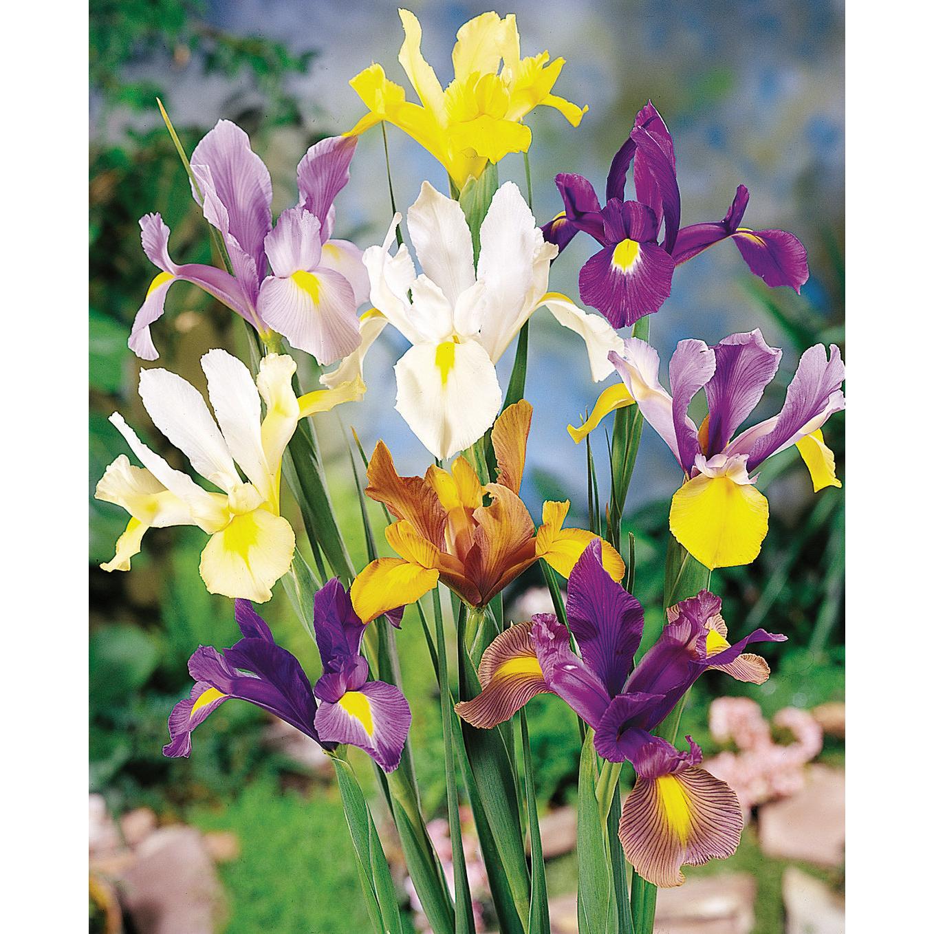 Mixed Dutch Iris hollandica - 30 bulbs