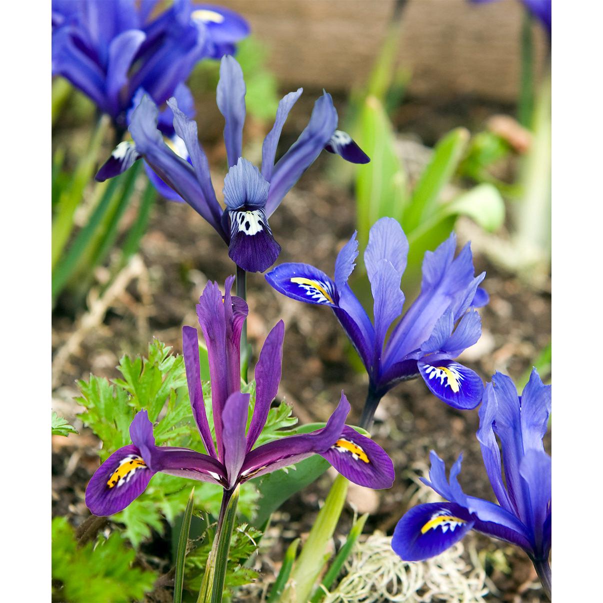 Mixed Dwarf Iris reticulata - 30 bulbs