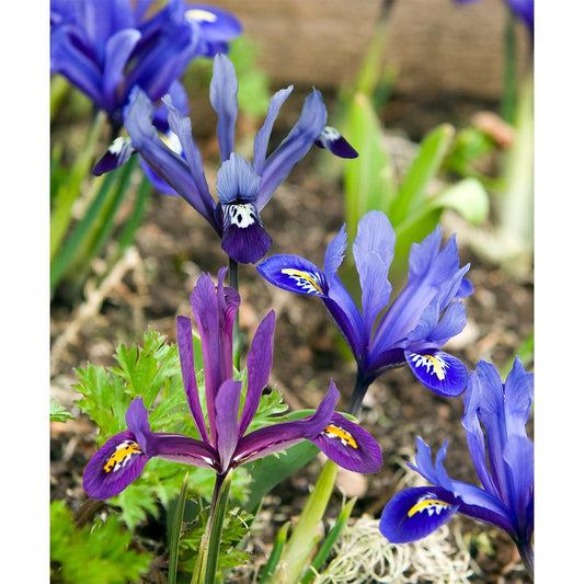 Mixed Dwarf Iris reticulata - 30 bulbs