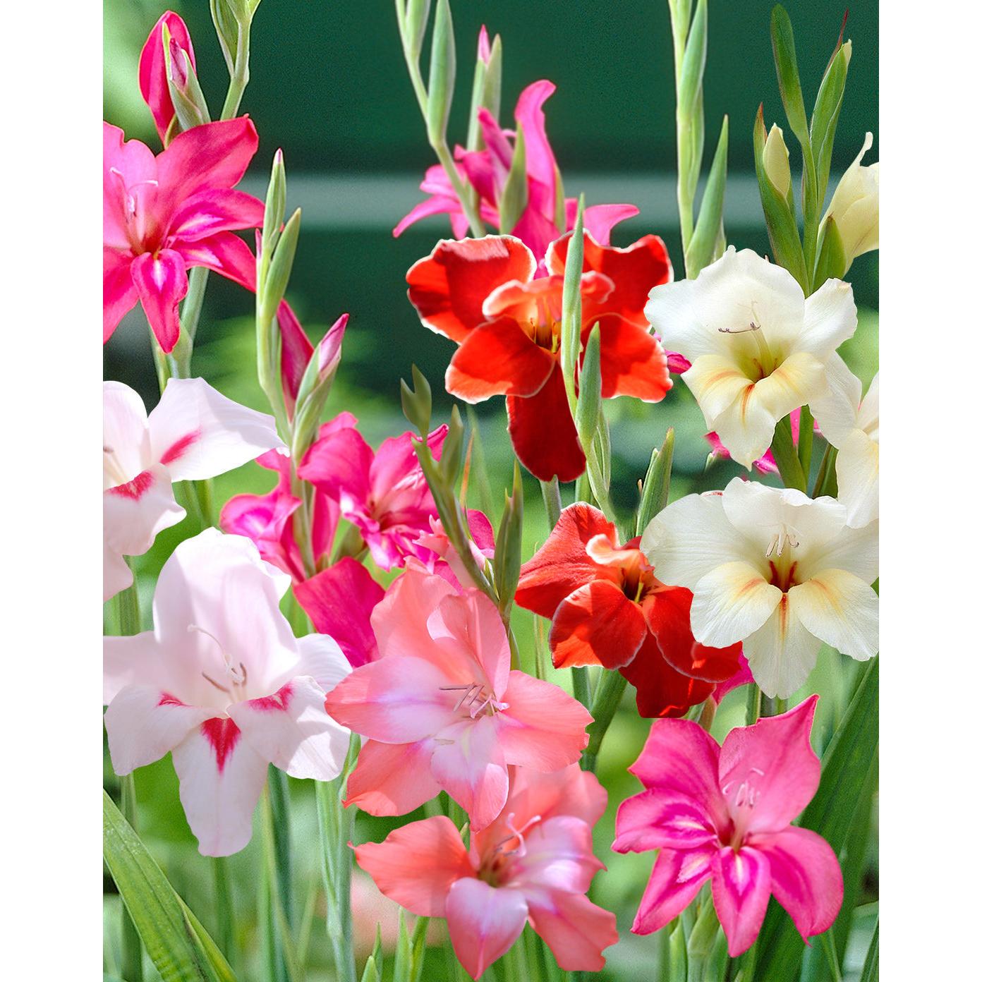 Mixed Hardy Gladiolus - 15 bulbs