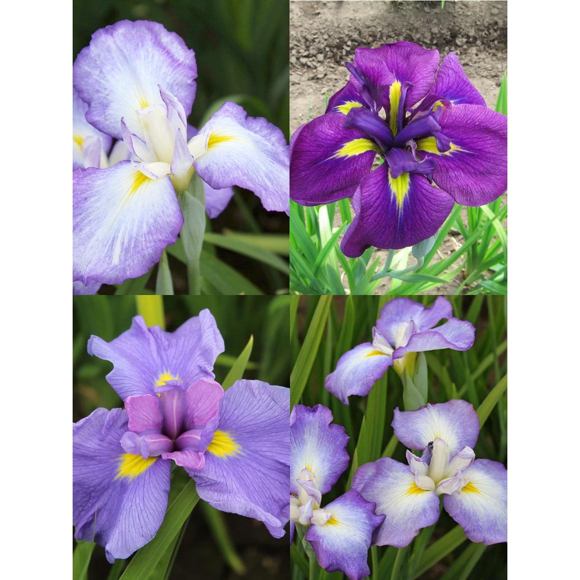 Mixed Japanese Iris ensata - 9 root divisions